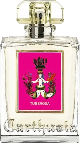 Carthusia Tuberosa