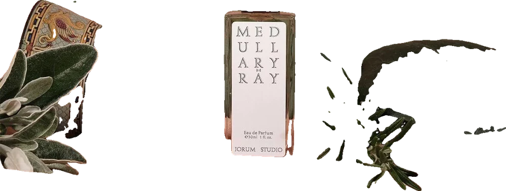 Jorum Studio Medullary Ray